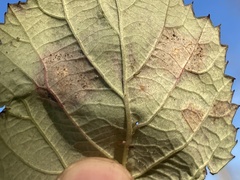 Sphaerulina westendorpii