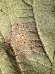 Sphaerulina westendorpii