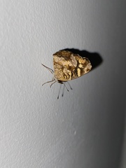 Anthanassa drusilla