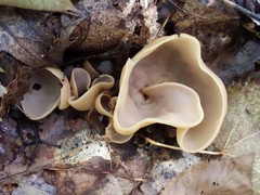 Otidea alutacea