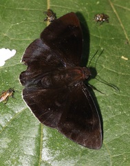Aethilla eleusinia