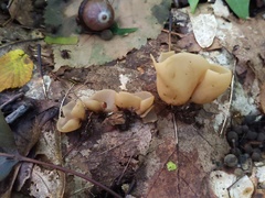 Otidea alutacea