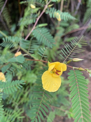 Chamaecrista glandulosa var. swartzii