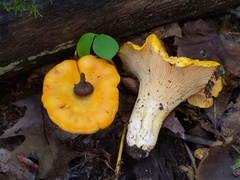 Cantharellus phasmatis