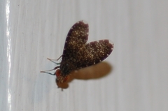 Trypetisoma sticticum