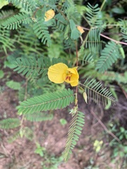 Chamaecrista glandulosa swartzii