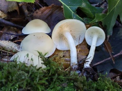 Lyophyllum multiforme