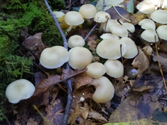 Lyophyllum multiforme