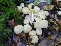 Lyophyllum multiforme