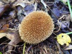 Lycoperdon americanum