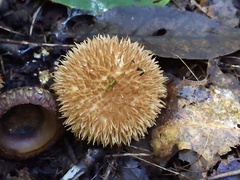 Lycoperdon americanum