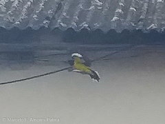 Pheucticus aureoventris