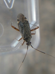 Closterotomus fulvomaculatus
