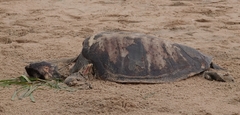 Lepidochelys olivacea