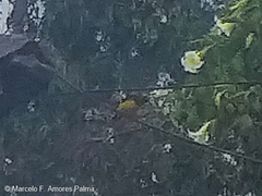 Pheucticus aureoventris