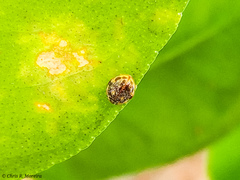 Psyllobora marshalli