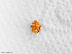 Psyllobora marshalli