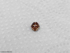 Psyllobora marshalli