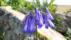 Agapanthus inapertus
