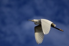 Egretta thula