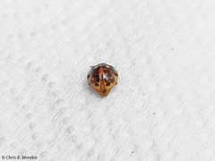 Psyllobora marshalli