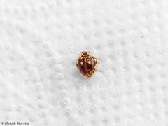 Psyllobora marshalli
