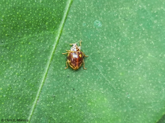 Psyllobora marshalli