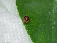 Psyllobora marshalli