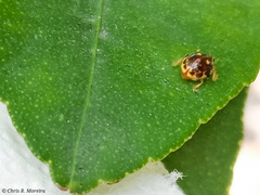 Psyllobora marshalli