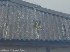 Pheucticus aureoventris