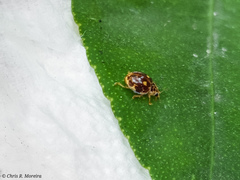Psyllobora marshalli