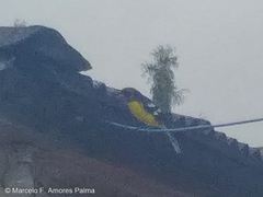 Pheucticus aureoventris