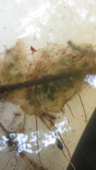 Ambystoma gracile