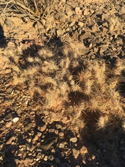 Grusonia grahamii