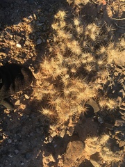 Grusonia grahamii