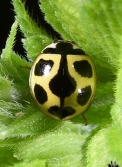 Oenopia sauzeti