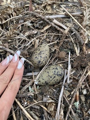 Vanellus chilensis