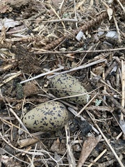 Vanellus chilensis