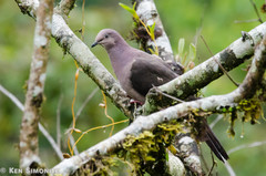Patagioenas plumbea