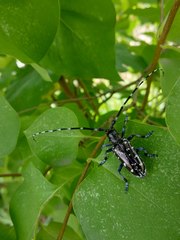 Anoplophora glabripennis