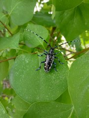 Anoplophora glabripennis