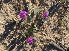 Abronia gracilis