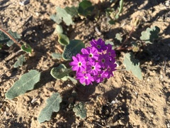 Abronia gracilis