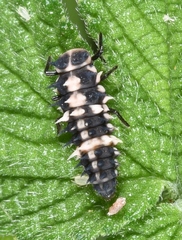 Oenopia sauzeti