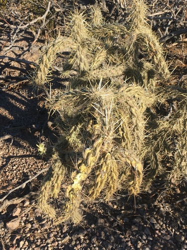 tree cholla