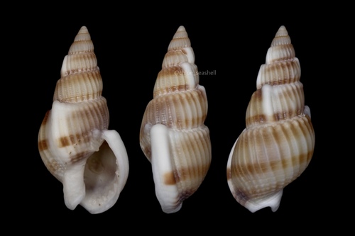 Nassarius variciferus · iNaturalist