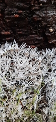 Etheirodon fimbriatum