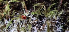 Etheirodon fimbriatum
