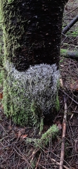Etheirodon fimbriatum