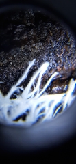 Etheirodon fimbriatum